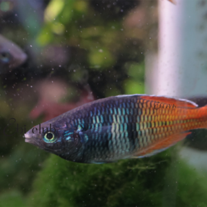 melanotaenia lacustris