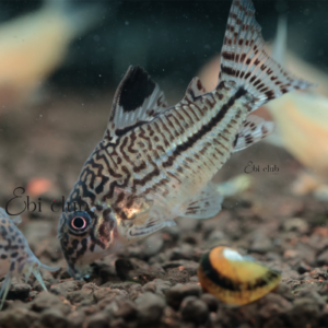 ปลา rasbora maculatus copy