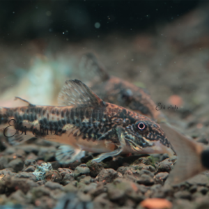 corydoras juli wild