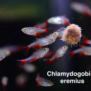 Bloodfin Tetra เยอนมันบรีด