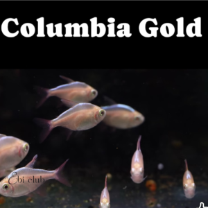 Colombia Gold Tetra
