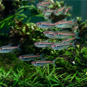 Hyphessobrycon amapaensis