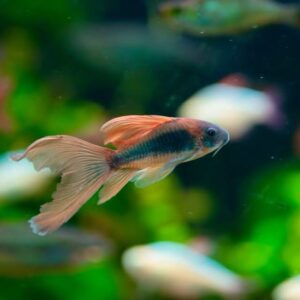 green longfin corydoras