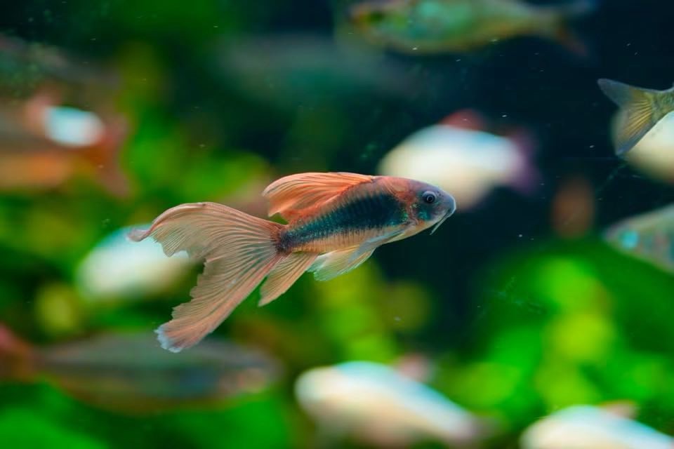 green longfin corydoras