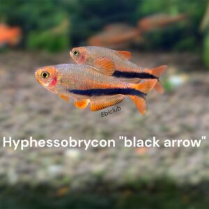 inpaichthys sp black arrow