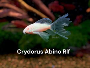 ablino corydoras longfin