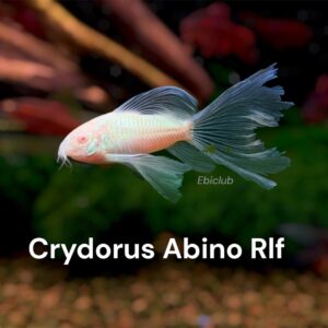ablino corydoras longfin