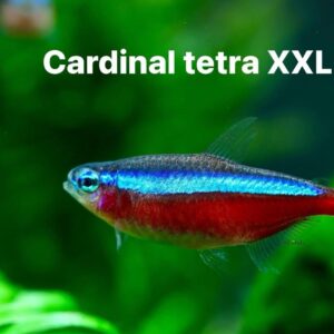 cardinal tetra เยอรมันบรีด