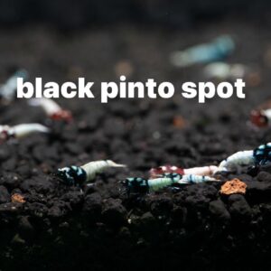 img 7074