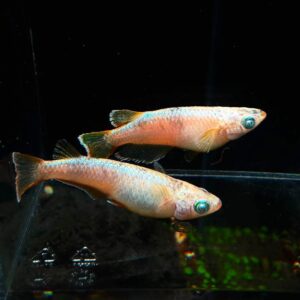 img 9568