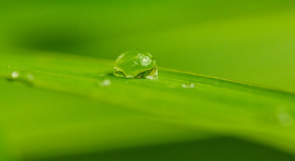 Close-up of vibrant green leaf with water droplet highlighting nature's beauty.