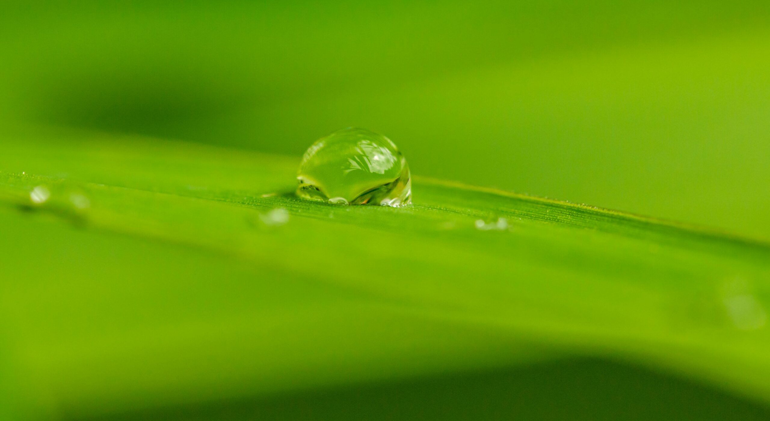 Close-up of vibrant green leaf with water droplet highlighting nature's beauty.
