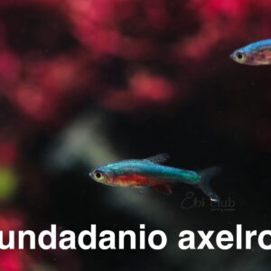 phonto 2
