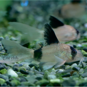 corydoras panda rlf