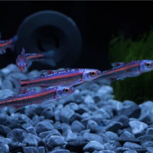 Rainbow shiner germany breed